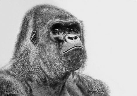 Gorilla portré