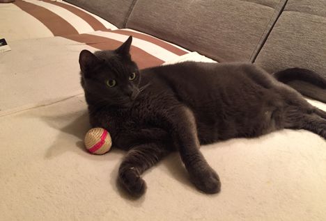 LILUS
