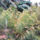 Mimoza-001_1519212_3899_t