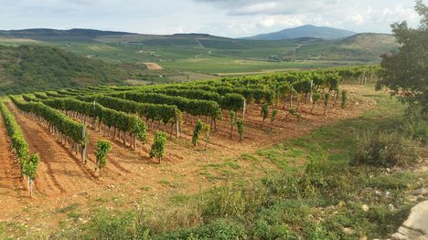 Tokaj hegyalja 9