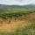 Tokaj_hegyalja_9_1519649_7594_t
