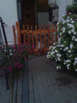 2016-09-15   a virágok között Bubi