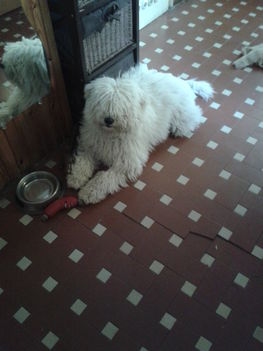 Bubi 