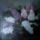 Cam03357_1510431_5404_t