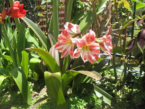 Caracasi kerti virágok