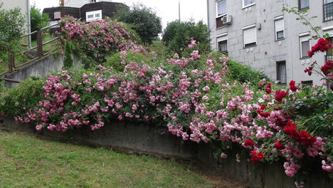 DSCF3068