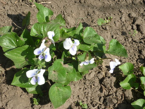 ibolya