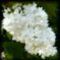 Lilas_Blanc