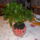 Mazas_4_1510625_9088_t