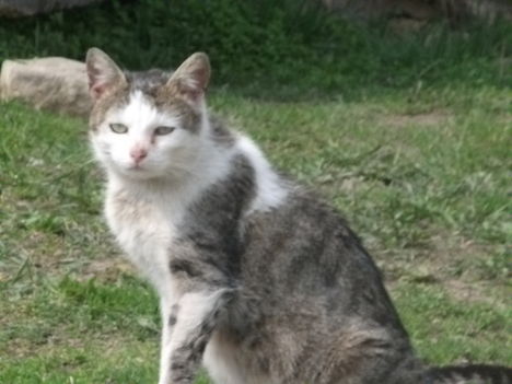 Mindenféle 4