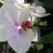 Phalaenopsis pöttyökkel finoman szórt 