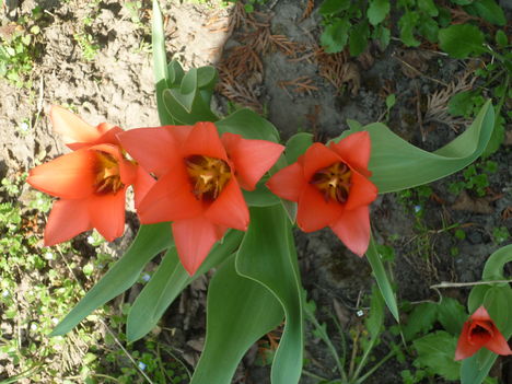 törpe tulipán 2011