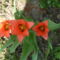 törpe tulipán 2011