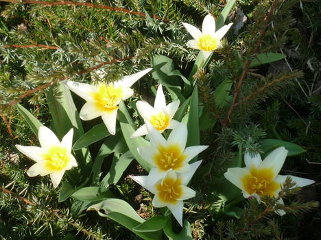 törpe tulipánok 2011