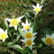 törpe tulipánok 2011