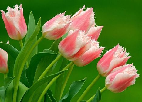 tulipan-