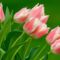 tulipan-