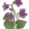 violets