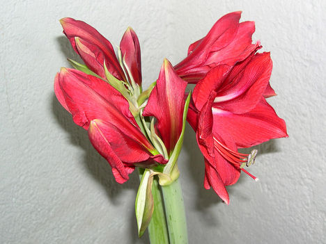 virag