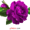 virág