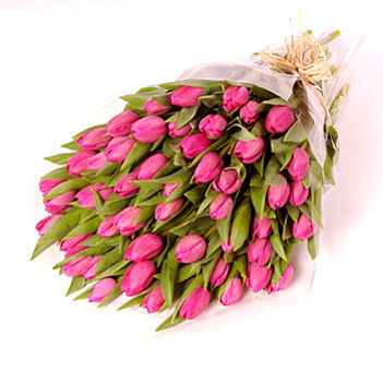 virág_pink-tulipán