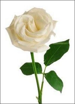 whiterose
