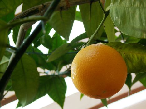 Narancsfa a verandán.