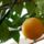 Narancsfa_a_verandan_1521046_6999_t