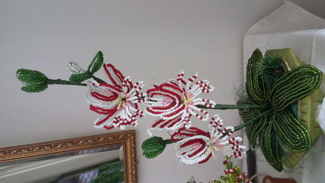 orchidea 