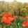 Pipacsos_ret_1522719_9048_t