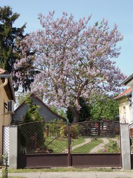 A császárfa 2018 májusi virágzása