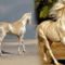 a világ legszebb lova  , különleges fehérjének köszönheti arany szinét