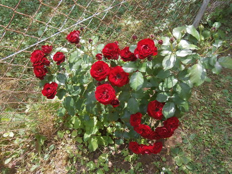 bordó rózsa bokor