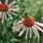 Echinacea_1527327_2575_t