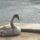 Swan_wien_beach_dunau-002_1527095_2978_t