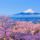 Fudzsi__cherryblossom_1528137_9842_t