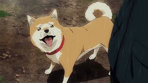 Nira |Akita  Run with THe wind