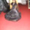 Sissi, Erzsébet Királyné, 7, barna kosztüm, baba, barbie, 
