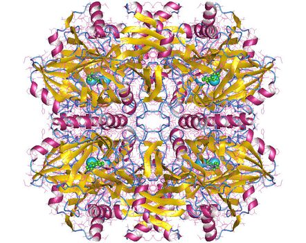 2,3 Dihidroxibifenil 1,2 dioxigenáz