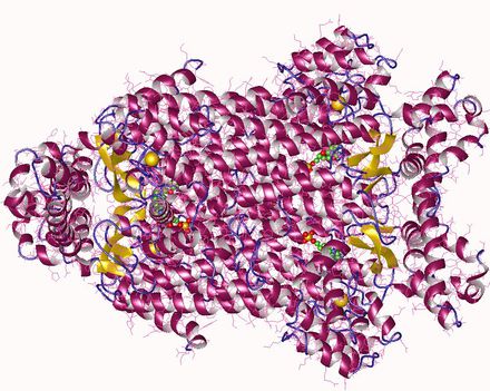 Adenilo-szukcinát liáz