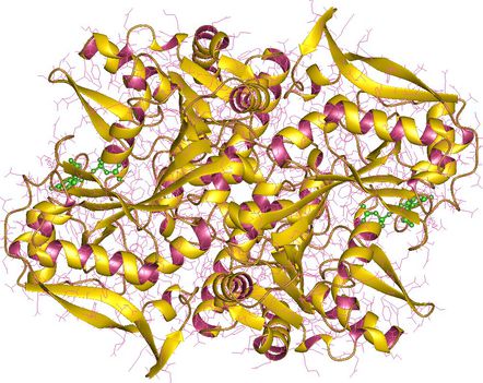 Adenilo-szukcinát szintetáz