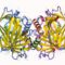 Bilin binding protein