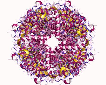 DNA integrity scanning protein