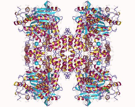 DNA polimerase