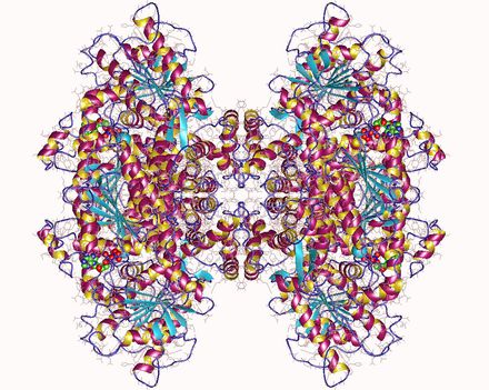 DNA polimerase