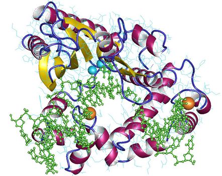 DNS polimeráz