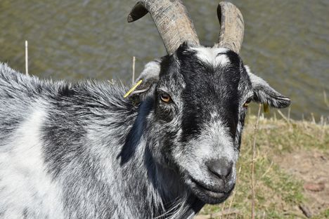 goat-2183492_1920