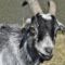 goat-2183492_1920