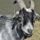 Goat2183492_1920_1529735_1304_t