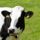 Holsteinfriz_1529732_4182_t